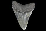 3.65" Fossil Megalodon Tooth - South Carolina - #130731-2